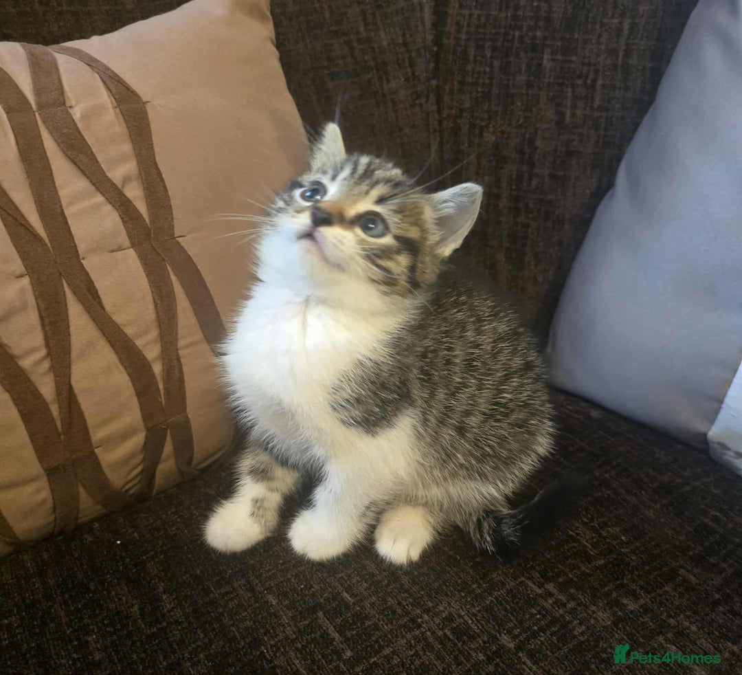Maine Coon cats for sale: Adorable kittens mixed maine coon - Image 6