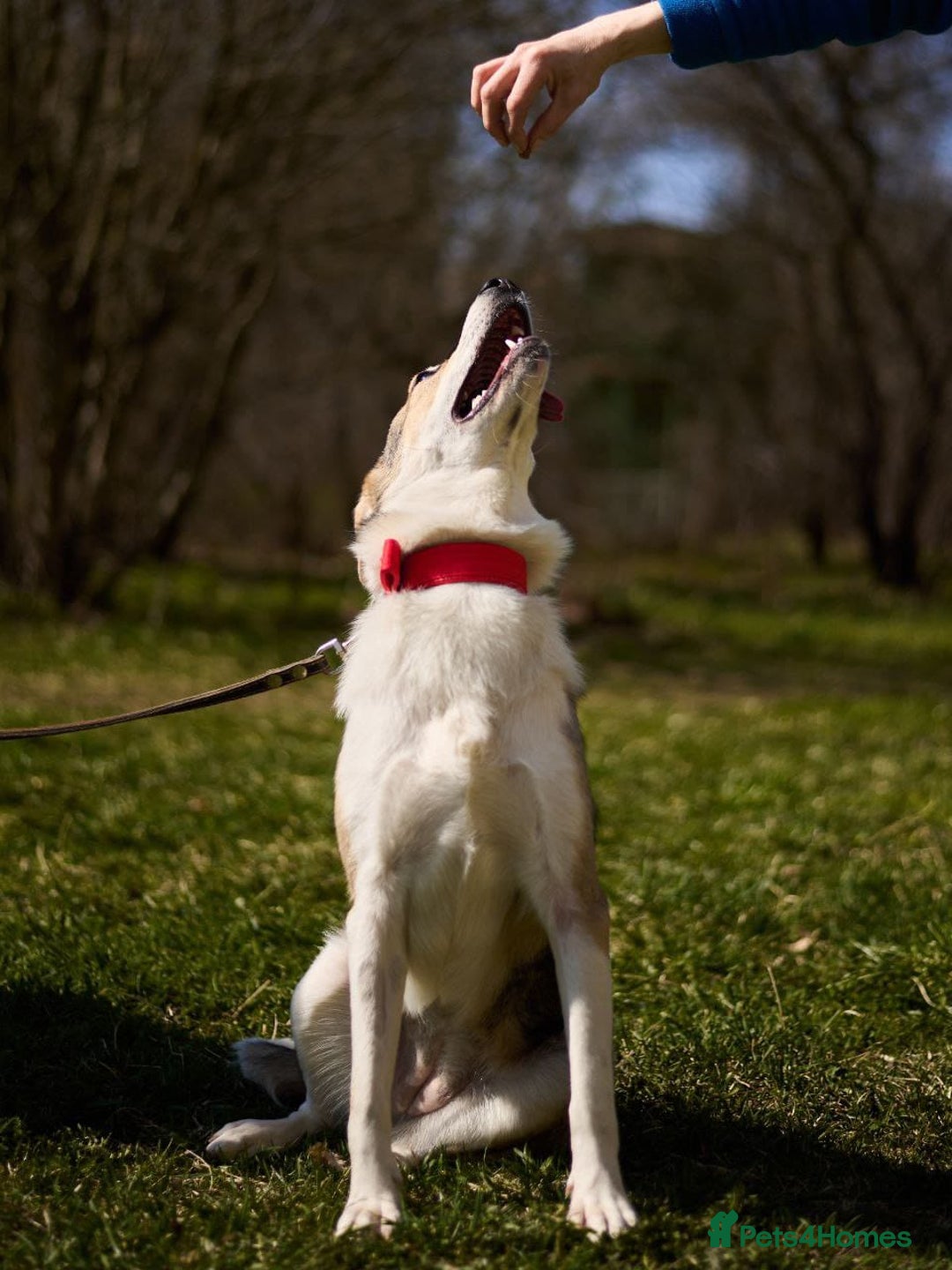 Mixed Breed dogs for adoption: 💖🐶 NINA 🐶💖 - Image 28
