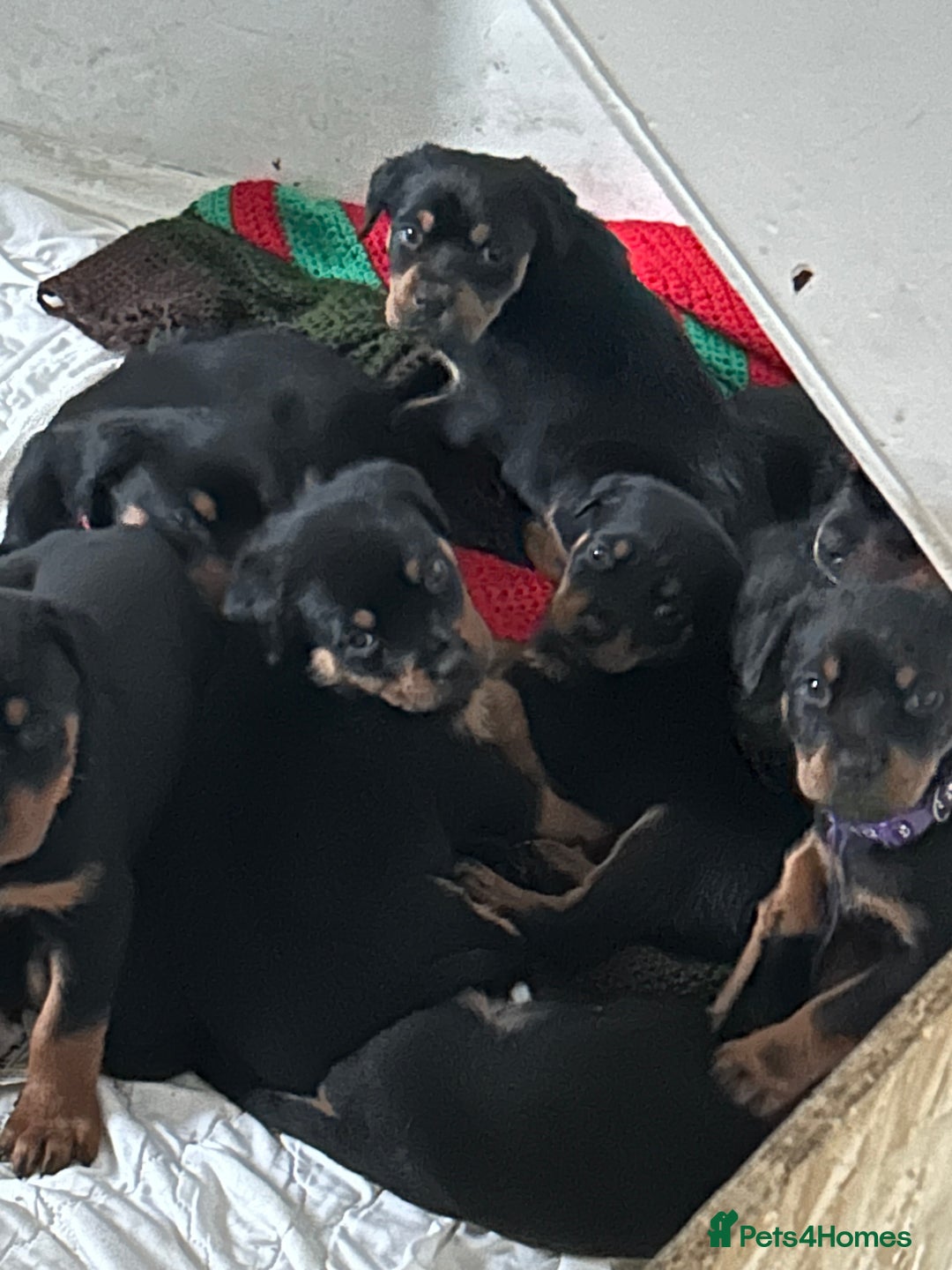 Rottweiler dogs for sale: Rotwellier puppies READY NOW  - Advert 9
