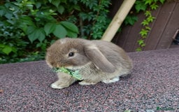 Mini Lop rabbits for sale: Pure bred mini lop baby - Image 3