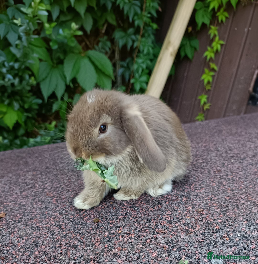 Mini Lop rabbits for sale: Pure bred mini lop baby - Image 3