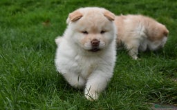 Mixed Breed dogs for sale: Genuine Chowski puppies  - Image 9
