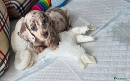 Miniature Dachshund dogs for sale: Mini dachahunds for sale  - Image 11