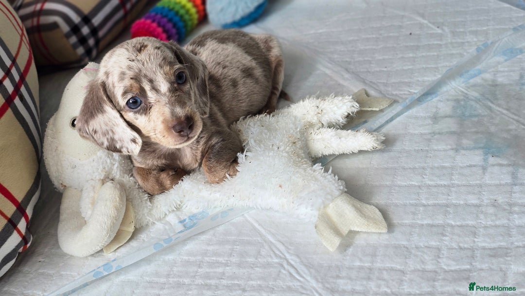 Miniature Dachshund dogs for sale: Mini dachahunds for sale  - Image 11