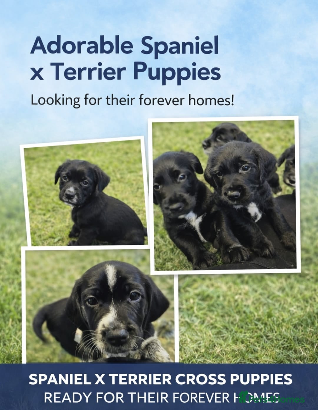 Mixed Breed dogs show cocker x pups - Advert 1