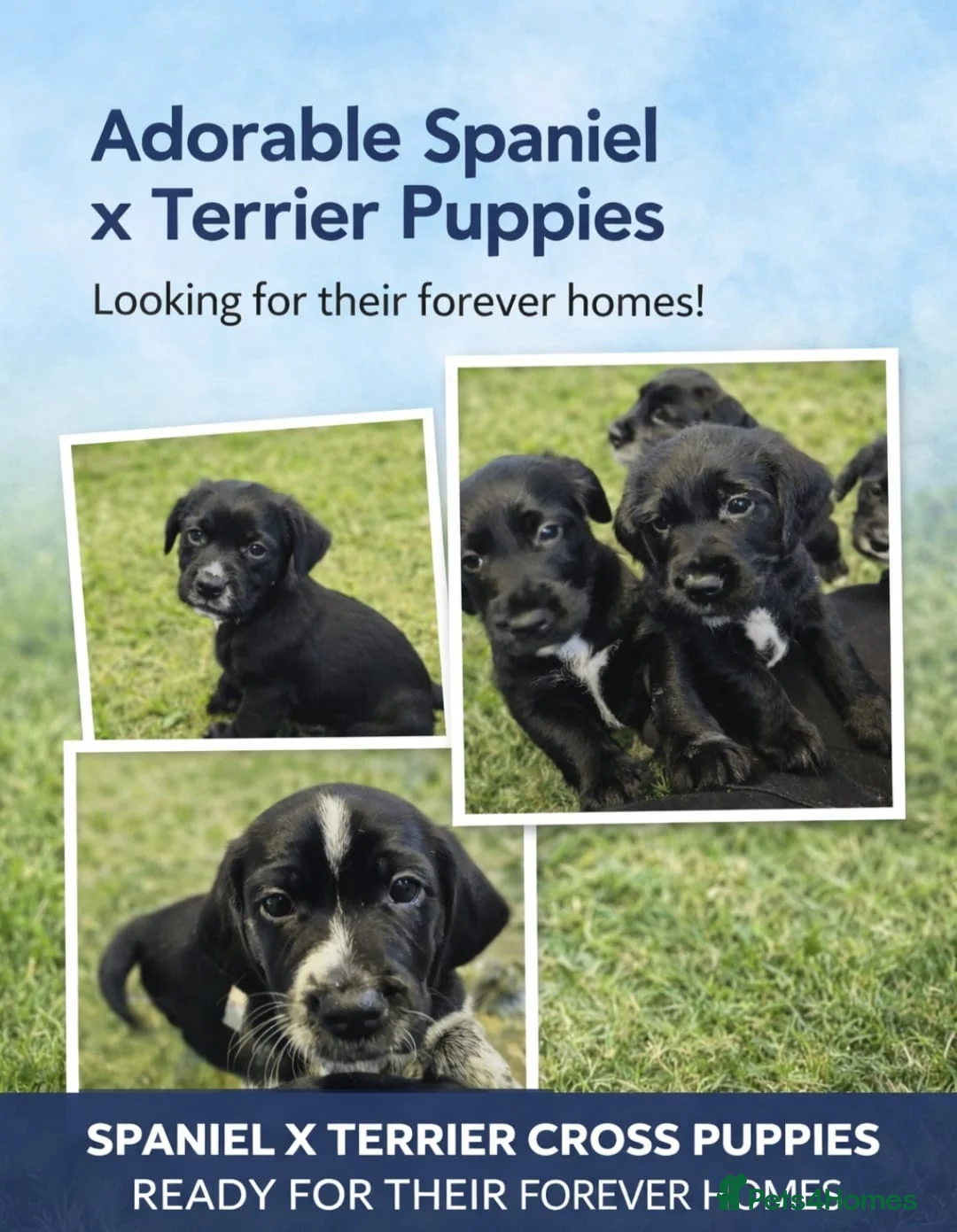Mixed Breed dogs for sale: show cocker x pups - Advert 1