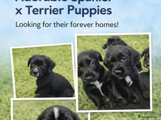 Mixed Breed dogs show cocker x pups - Advert 1