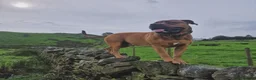 Boerboel dogs for stud: Boerboel  ** tiff for stud in Accrington - Advert 6