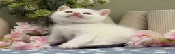 British Shorthair cats for sale: Stunning British Shorthair kittens  - Advert 16