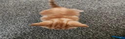 Mixed Breed cats for sale: Kittens - Advert 11