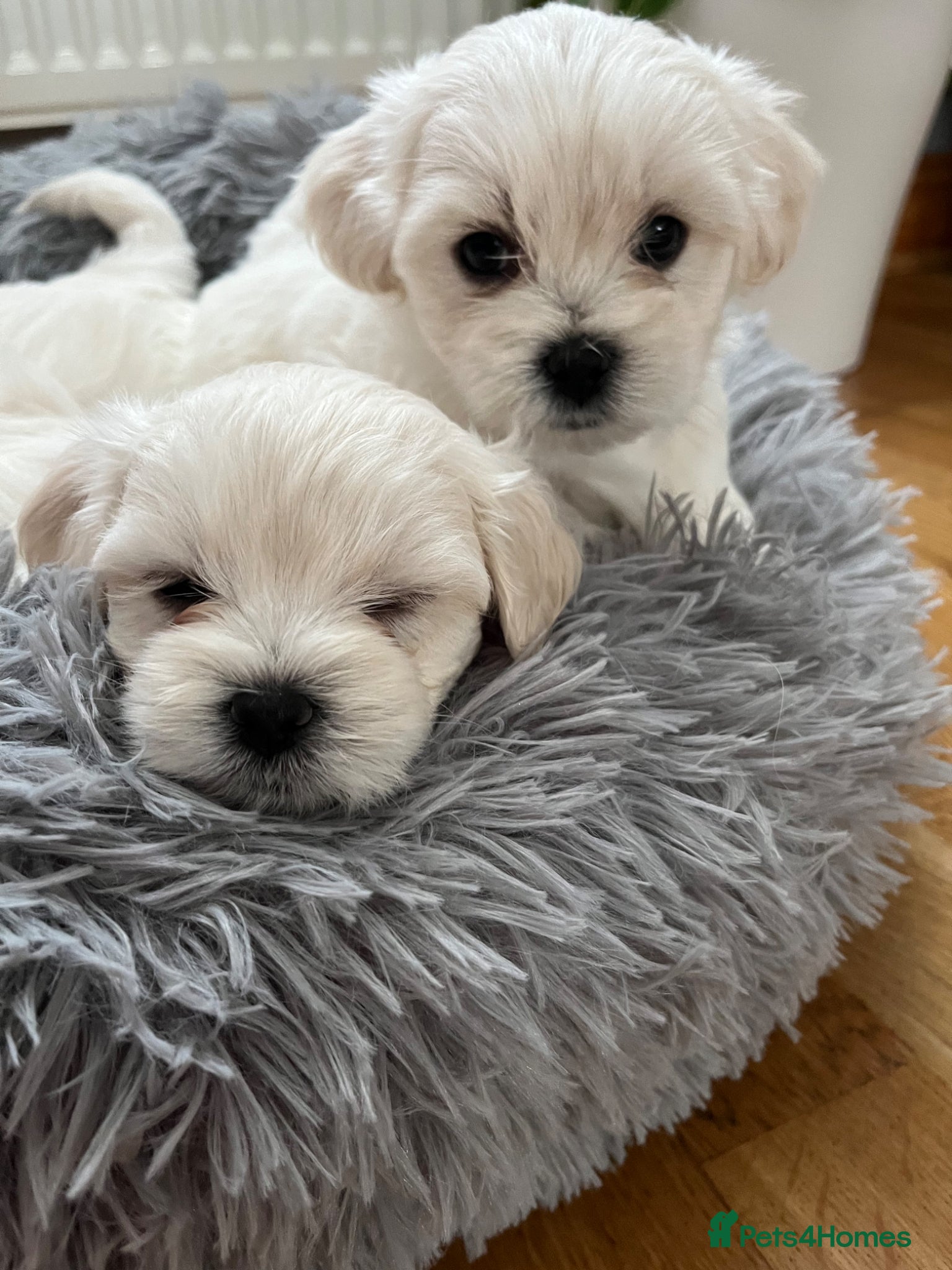 Maltese dogs for sale: READY HOME 30.05  - Advert 7