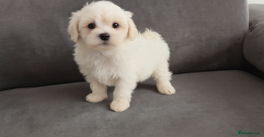 Maltipoo dogs - Advert 5