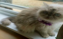 Persian cats for sale: Pure Persian 11 month old girl available now - Image 5