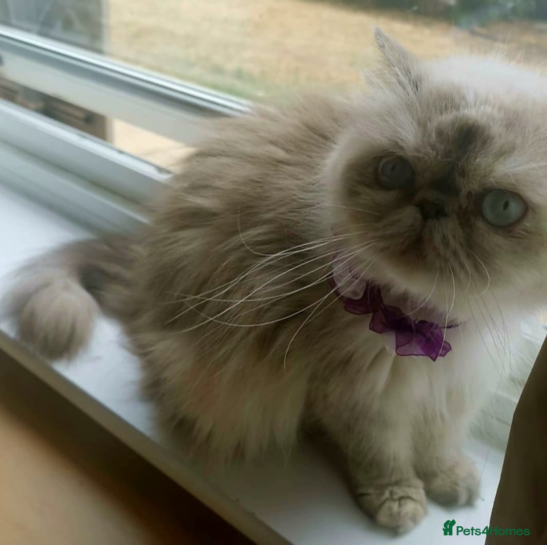 Persian cats for sale: Pure Persian 11 month old girl available now - Image 5