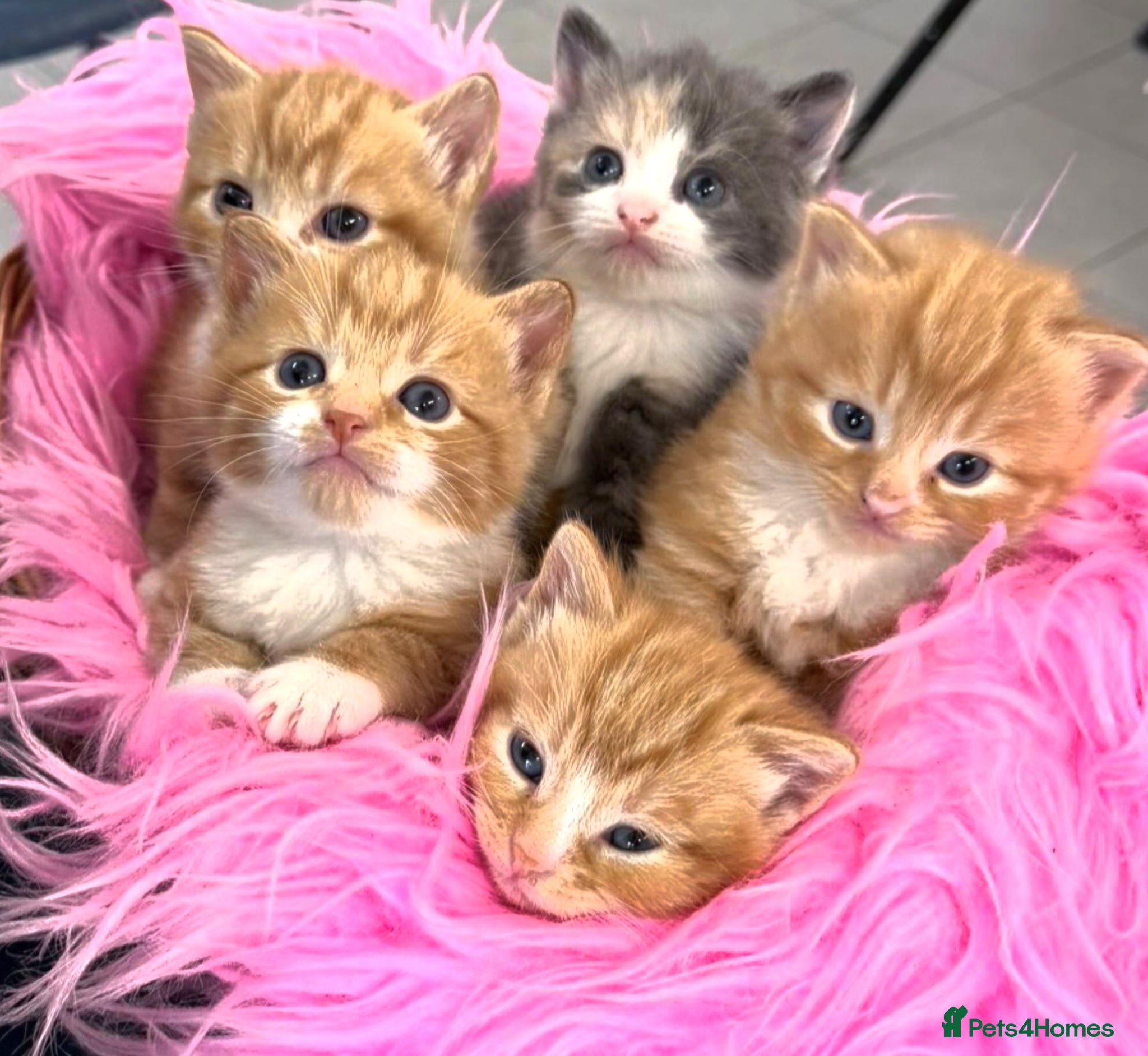 Mixed Breed cats Maine Coon X Ginger Kittens – 4 Stunning Boys  - Advert 18