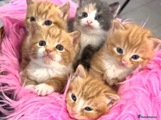 Mixed Breed cats Maine Coon X Ginger Kittens – 4 Stunning Boys - Advert 2