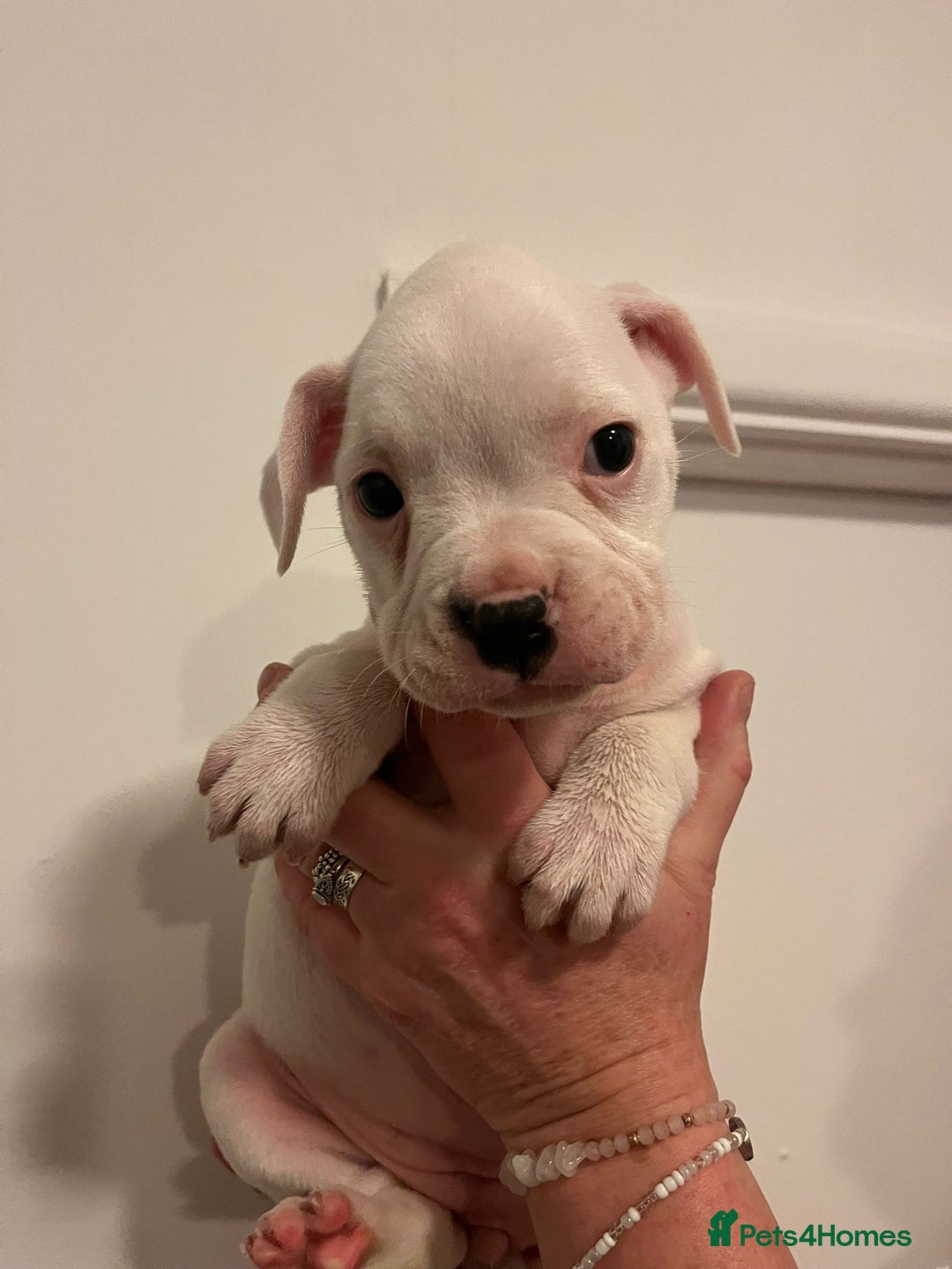 Mixed Breed dogs for sale: Puppies looking for their forever homes  - Advert 9