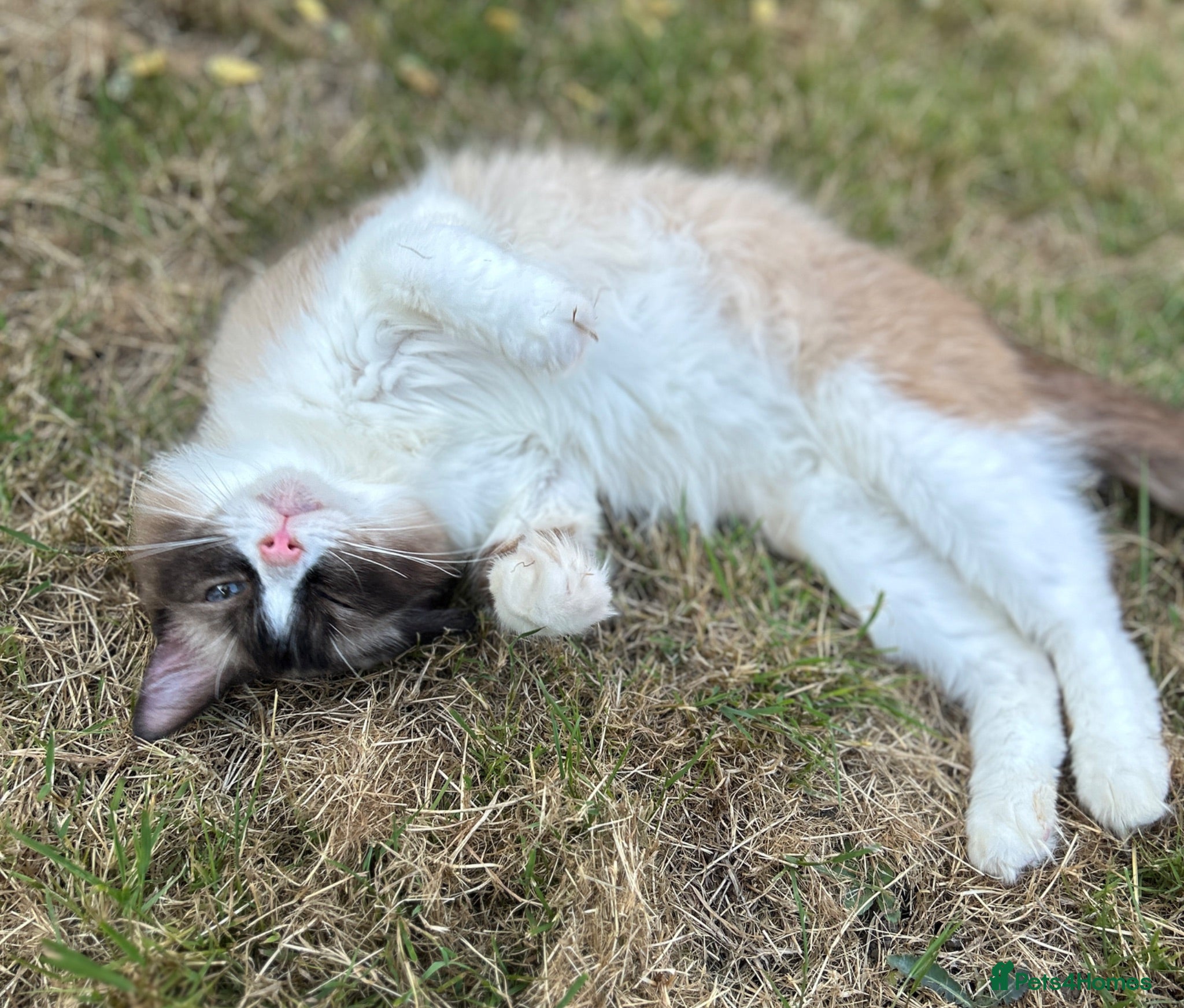 Ragdoll cats Ragdoll Queens Available - Advert 13