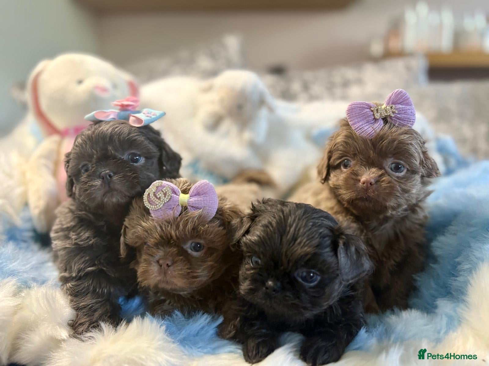 Shih Tzu dogs HEALTH TESTED KC Reg Female - Advert 4