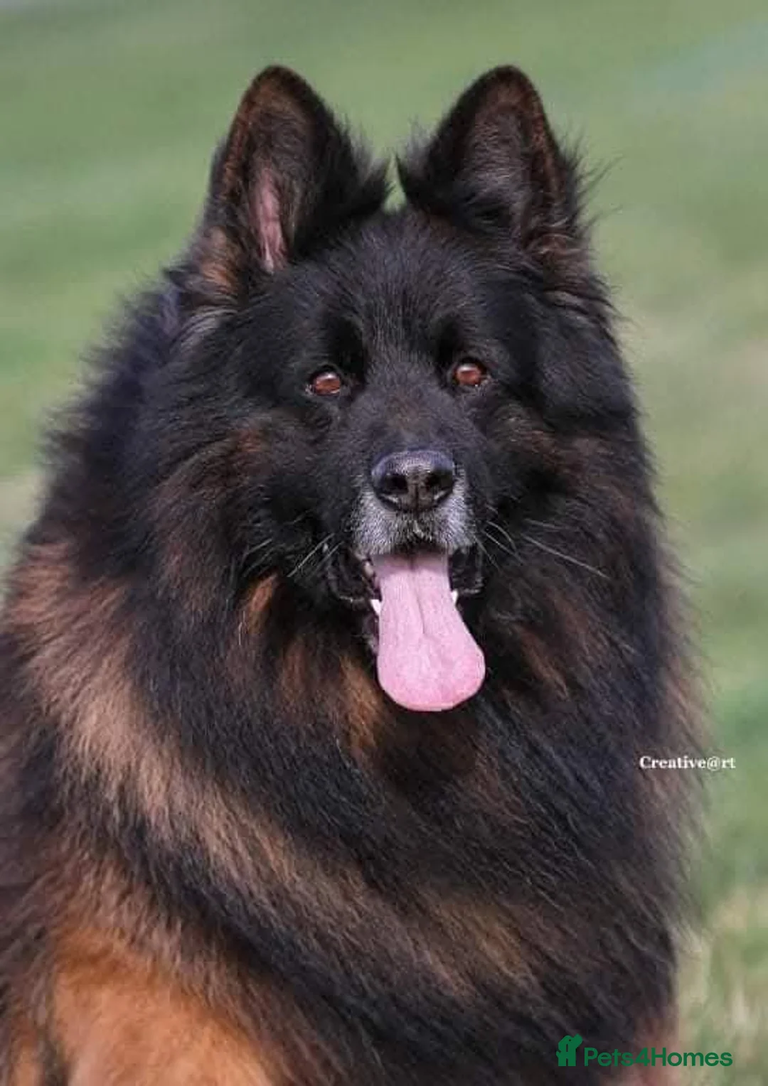 German Shepherd dogs for sale: ( Kc ) Handsome Boy with a Unique pedigree  - Advert 8