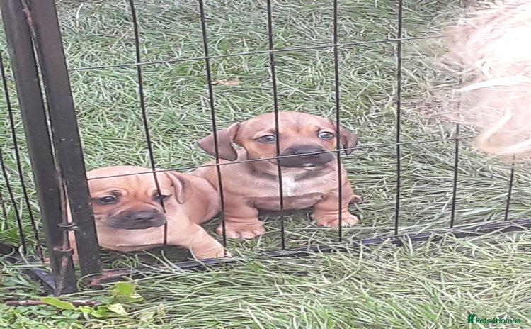 Mixed Breed dogs - Advert 5