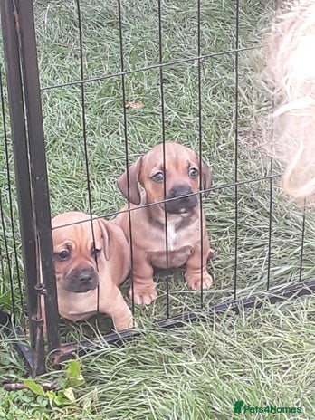 Mixed Breed dogs - Advert 15