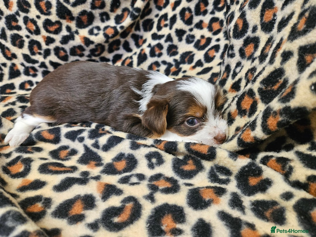 Yorkshire Terrier dogs for sale: 🤎 DNA tested parents 🤎 1 girl, 1 boy - Advert 13