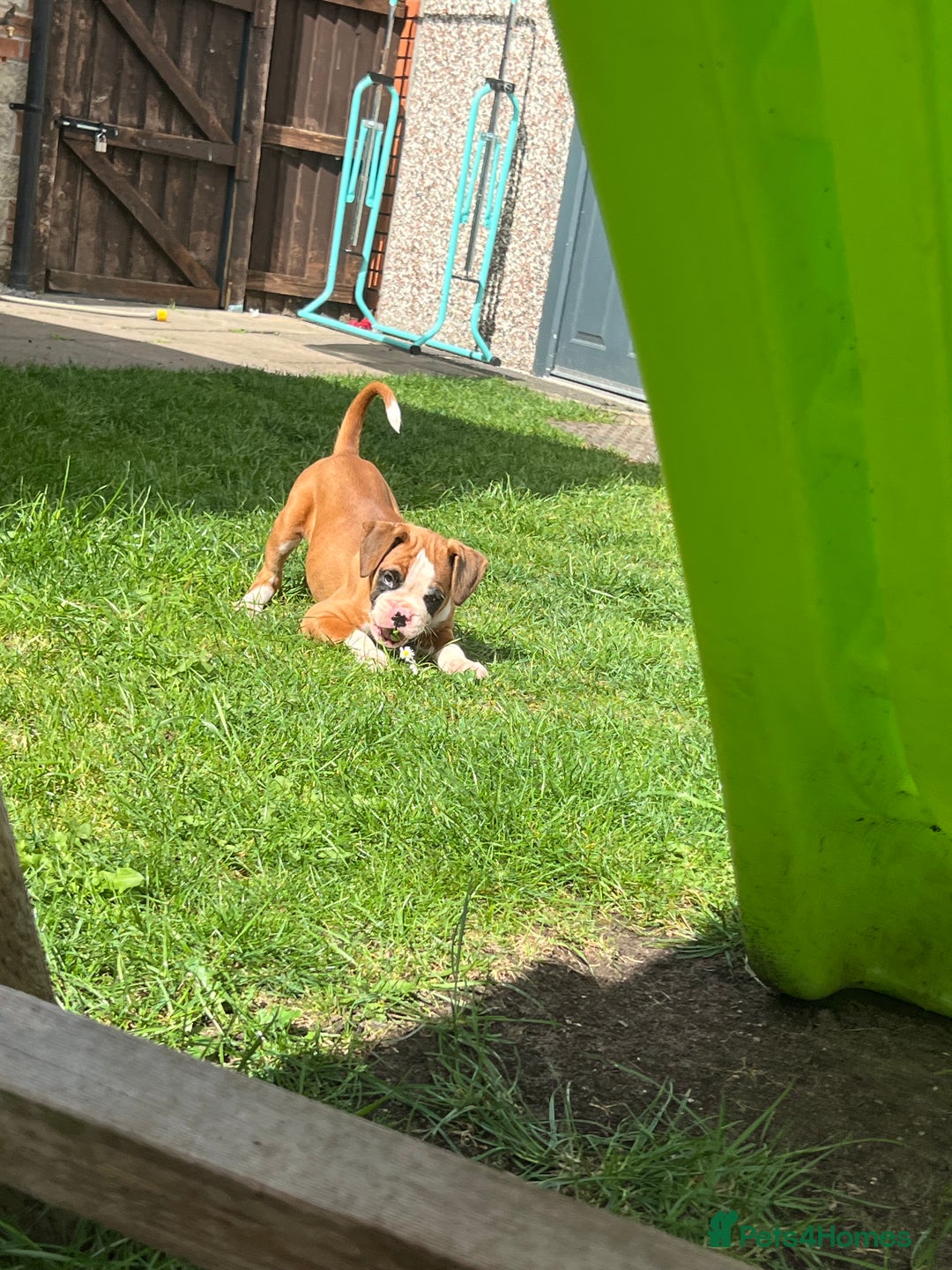Boxer dogs for sale: Kc Boxer 1 Tailed Girl Left - Image 5