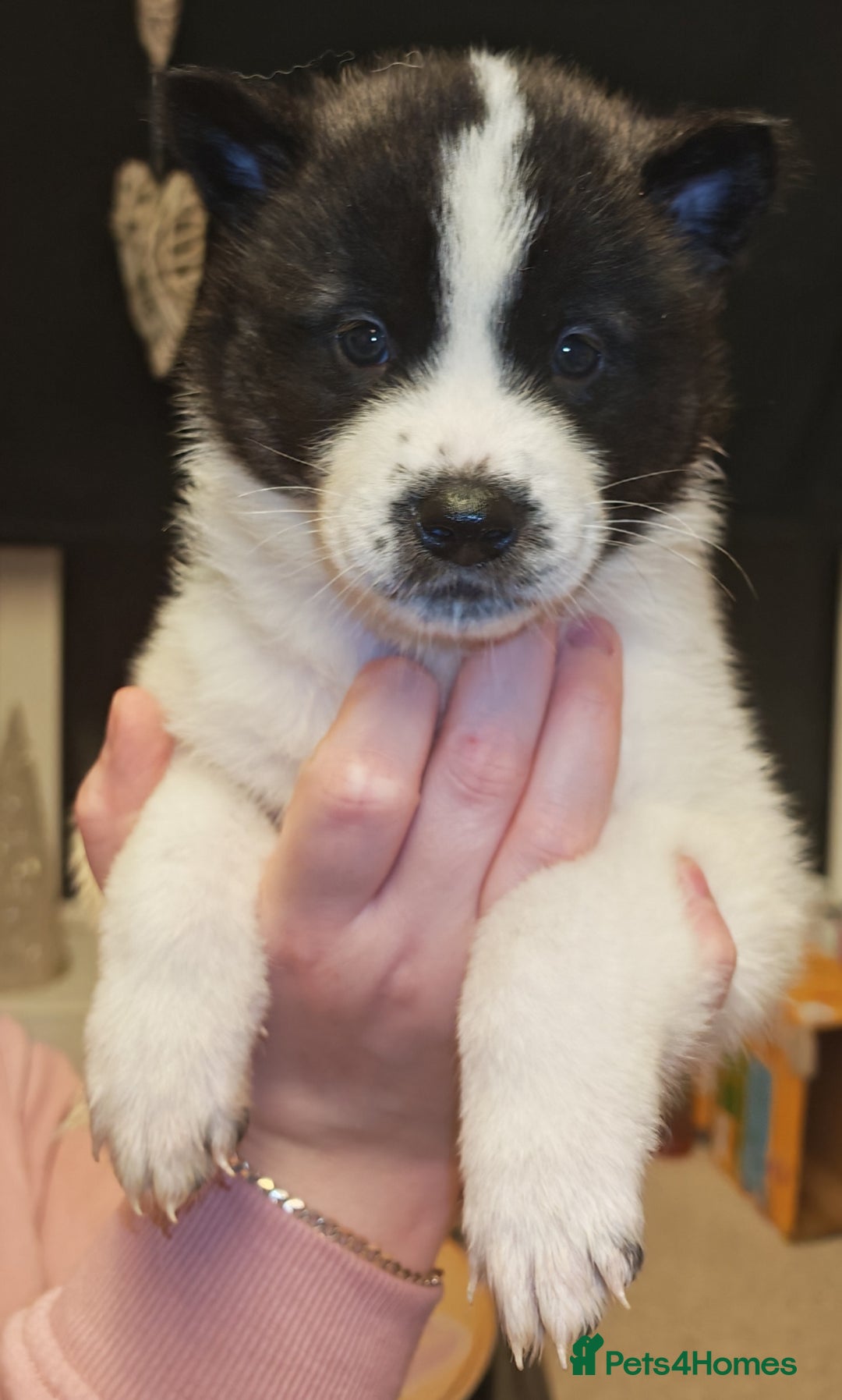 Akita dogs for sale: Akita puppys ready now  - Advert 29
