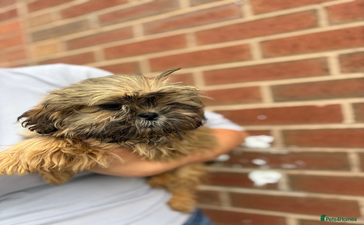 Shih Tzu dogs - Advert 7