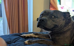 Staffordshire Bull Terrier dogs for sale: 4yr old female staffy - Image 2