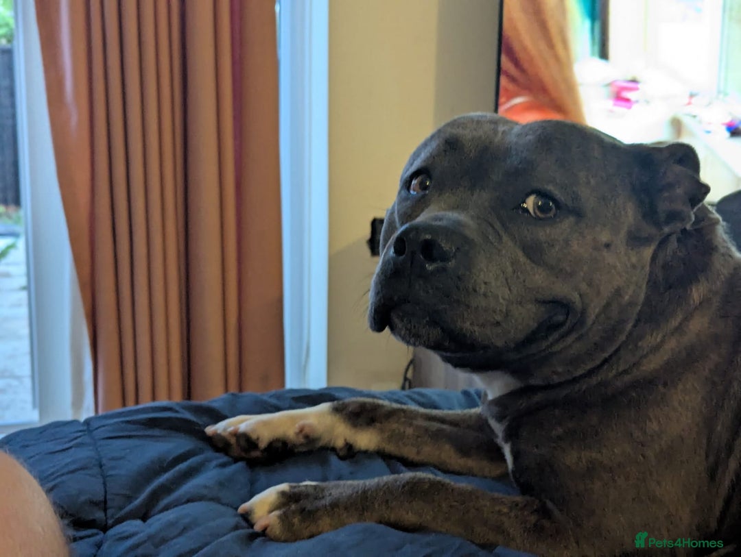 Staffordshire Bull Terrier dogs for sale: 4yr old female staffy - Image 2