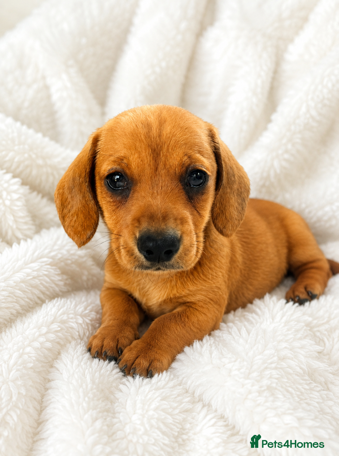 Miniature Dachshund dogs Kc reg pra clear - Advert 11