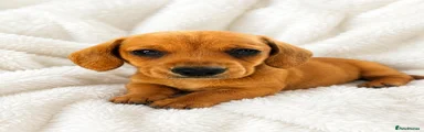 Miniature Dachshund Puppy 3