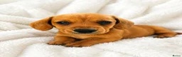 Miniature Dachshund dogs for sale: Kc reg pra clear - Advert 1