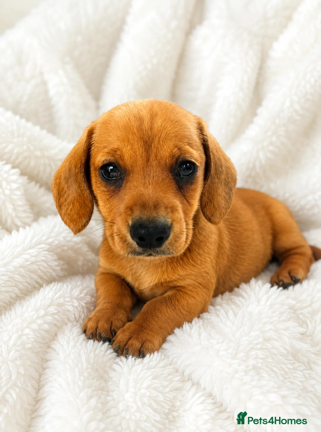 Miniature Dachshund dogs for sale: Kc reg pra clear - Advert 1