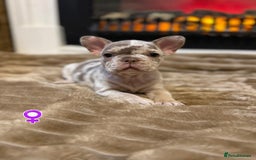 French Bulldog dogs for sale: Rojo and Isabella Merle Pups - Image 4