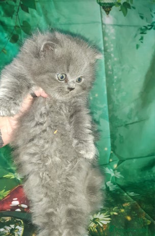 British Shorthair cats - Advert 1