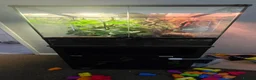 Frog reptiles for sale: White tree frogs blue and brown eyed - Advert 2