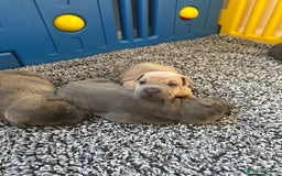 Mixed Breed dogs for sale: Ready to leave!! Staffy X Shar Pei puppies puppy - Image 14