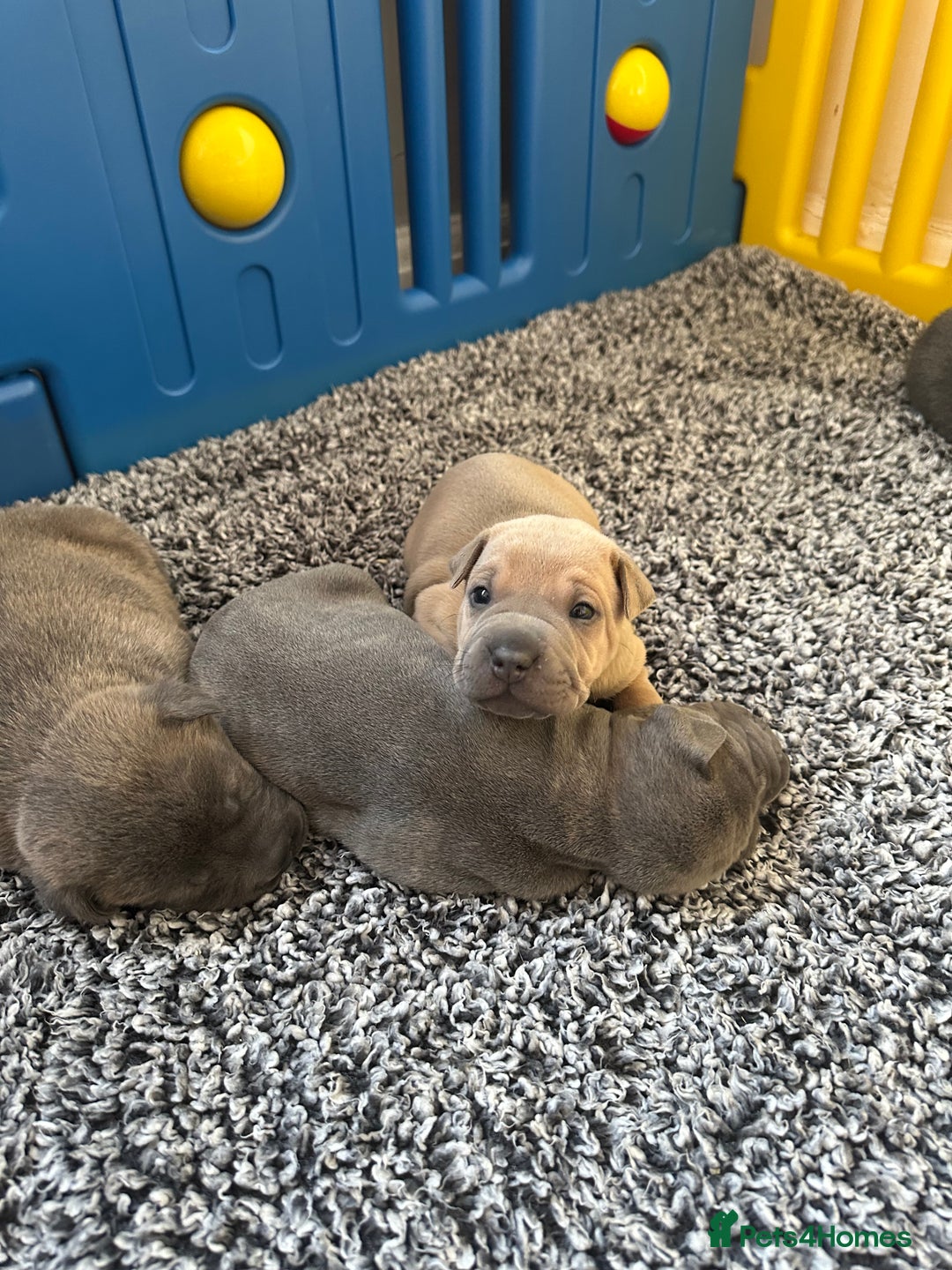 Mixed Breed dogs for sale: Ready to leave!! Staffy X Shar Pei puppies puppy - Image 14