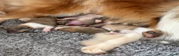 Rough Collie dogs for sale: KC registered sable and white rough collie puppies - Advert 5