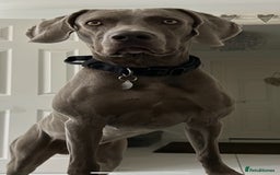 Weimaraner dogs for stud: Stunning, Healthy Stud - Image 3