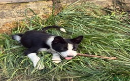 Border Collie dogs for sale: 3 Gorgeous border collie puppies for sale. - Image 8