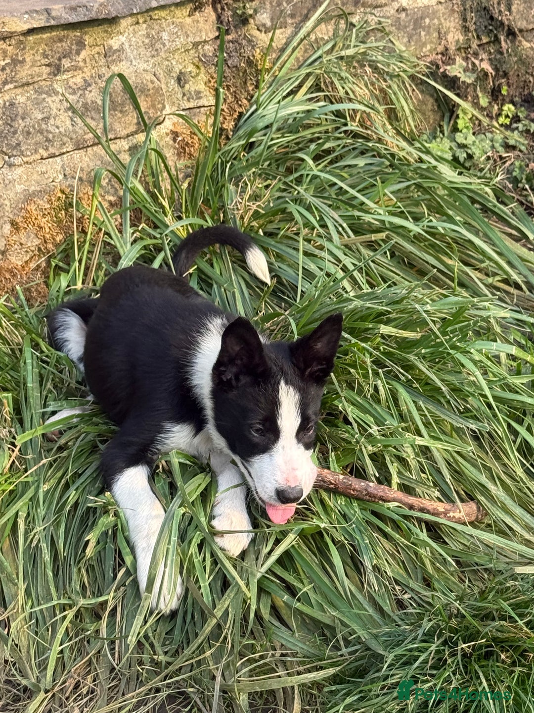 Border Collie dogs for sale: 3 Gorgeous border collie puppies for sale. - Image 8