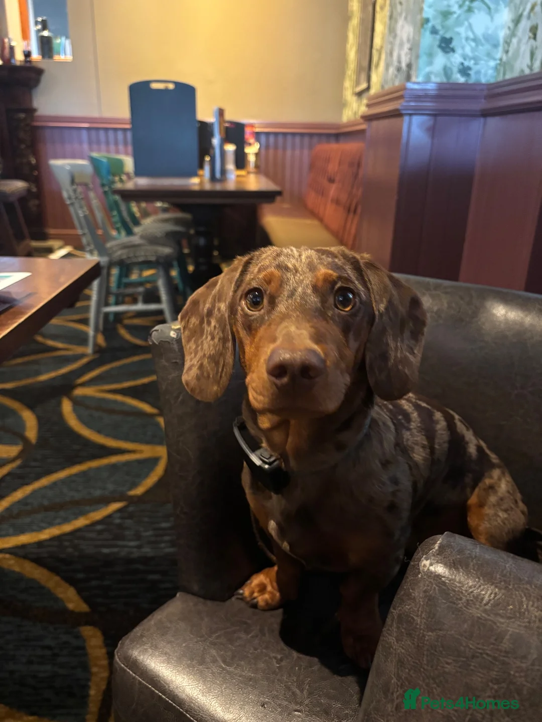 Dachshund dogs for stud: Dapple Dachshund  in Spalding - Advert 1