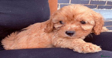 Maltipoo dogs - Advert 3