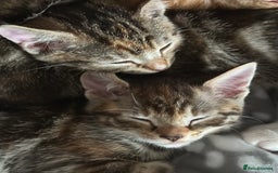Mixed Breed cats for sale: Beautiful kittens - Image 35