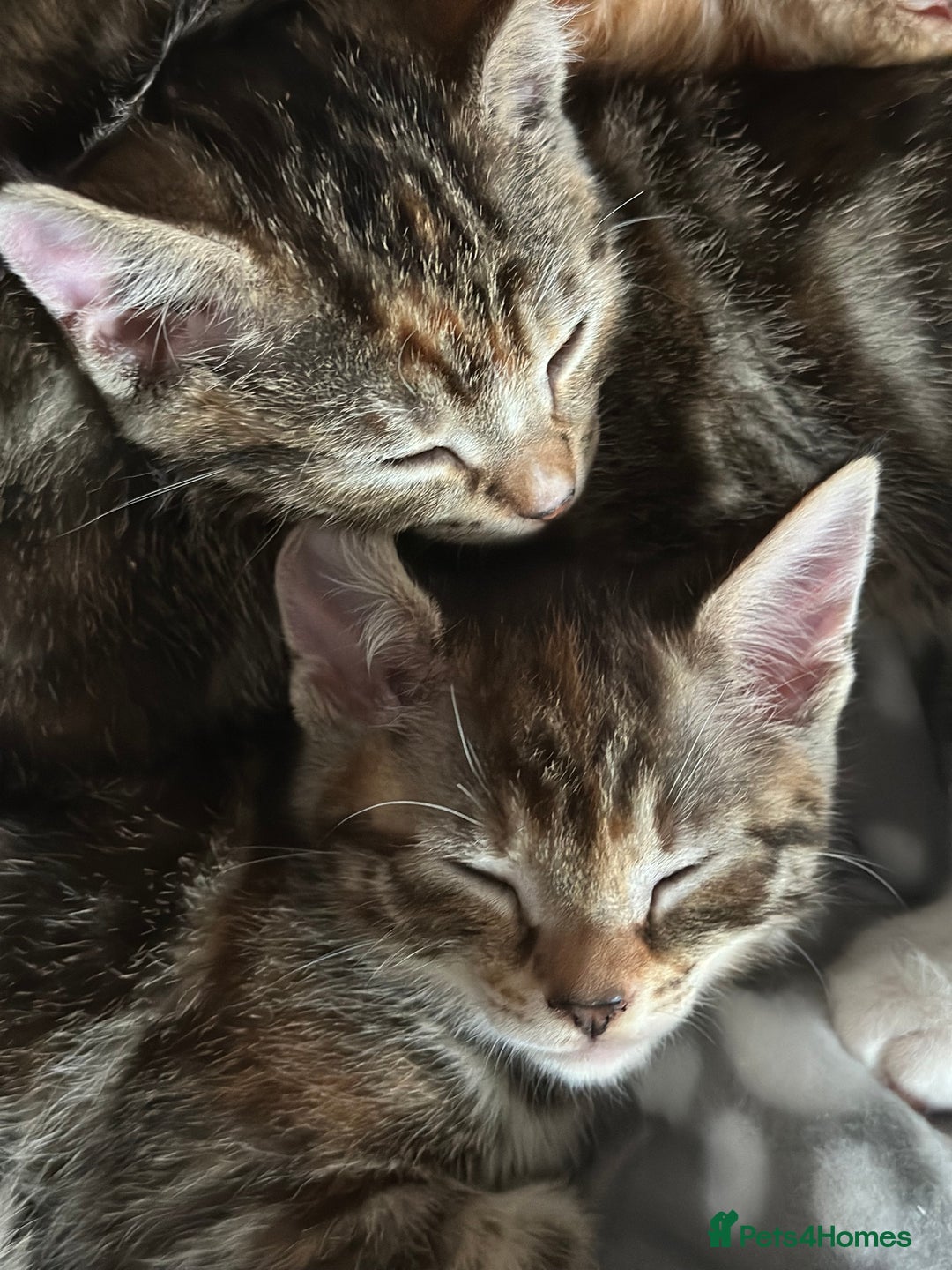 Mixed Breed cats for sale: Beautiful kittens - Image 35