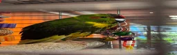 Parakeets birds for sale: Hand Tame young Kakariki with cage/accessories - Advert 2